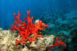 Coral birthstone